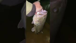 Largemouth bass caught on a Coppertreuse finesse worm on a shakyhead [upl. by Vescuso]