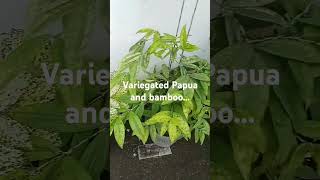 Variegated Papua and bamboo [upl. by Yendys]