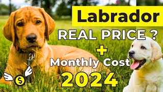 Labrador Dog Price in India 2024  Labrador Price and Monthly Expenses [upl. by Besnard]