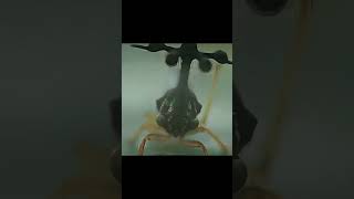 Brazilian Treehopper x Mahoragashorts edit mahoraga [upl. by Drugi]