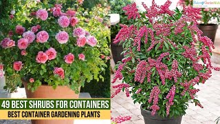 49 Best Shrubs for Containers  Best Container Gardening Plants [upl. by Eciuqram]