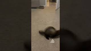 Adorable ferret playing with cat toy [upl. by Enitsyrhc]