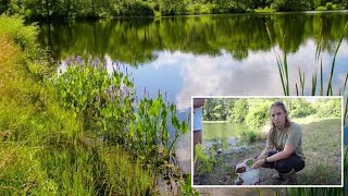 Aquatic Native Plants and Pond Management Native Plants at Noon  Deep Roots KC [upl. by Azmah913]