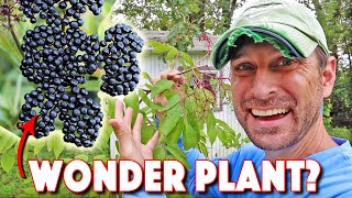 Health Benefits Of Elderberry AND How To Grow The BEST Elderberry Bushes [upl. by Clementis573]