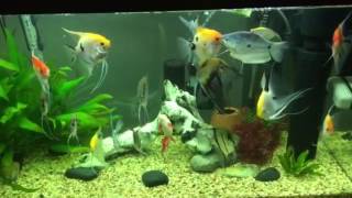 How to get rid of aquarium snails with GASTROPEX product 100 worked from first dose [upl. by Estella]