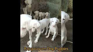 Rajapalayam Dog puppies [upl. by Eceryt83]