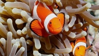 Ocellaris Clownfish Care Guide [upl. by Chavez183]