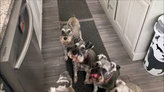 My Stubborn Schnauzer  Life With 7 Schnauzers [upl. by Nayek]