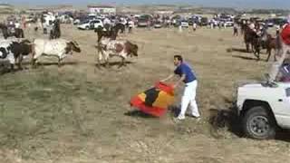 Encierro por el campo Yunquera 190908 [upl. by Ahsino]