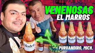 VENENOSAS el MARROS  viral en TikTok así se preparan Puruandiro Mich 🤙🍺 [upl. by Shepp]