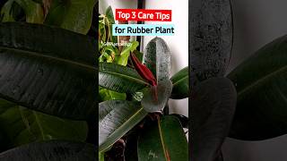 Top 3 Rubber Plant Care Tips for Larger Plant [upl. by Shakti]