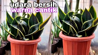 Review Tanaman Hias Pembersih Udara Jenis Mini  Tanaman Indoor Banyak Manfaat [upl. by Anelrahs]