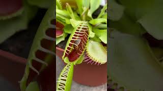 Venus fly trap plant eating beetle  Carnivorous plant garden shorts [upl. by Albion]