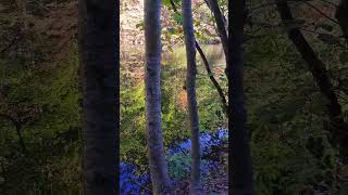 Autumn Reflections in East Tennessee outdoors reflections asbelowsoabove asabovesobelow leaves [upl. by Milde]