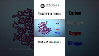 Structure of Protein Synthesis  Science in Real 🌍 Life 3D Animation science biology protein [upl. by Panther]