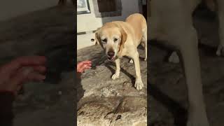 Greek Dogs shortvideo shortsvideo shorts short greece dog doglover dogs [upl. by Zoba927]