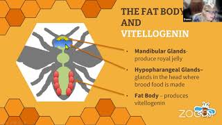 Ask A Washington Beekeeper Fat Bodies amp Bee Health Nov 2023 [upl. by April]