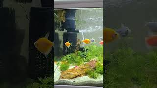 Substrate will destroy amazing planted tetra tank [upl. by Laurie]