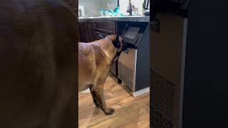 Dog Makes Ice Pack For Injury dog smartdog doghelp [upl. by Aneehsyt574]