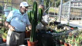 Potting up a big cactus Euphorbia Ingens BCSS Birmingham Branch  winterbourne [upl. by Dawson]