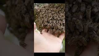 Japanese honeybees rarely sting during swarming savethebees [upl. by Alathia]