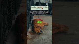 abandoned golden retriever dog dog doglover shorts [upl. by Raymonds]