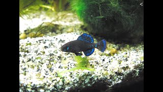 Zwergschwarzbarsch Elassoma okefenokee Pygmy Sunfish bei der Eiablage im Aquarium ohne Heizung [upl. by Ainimreh]