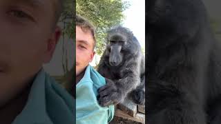 A Baboon cleaning services 🥰 cleaning monkey cuteanimals farmlife animals [upl. by Ecinereb]