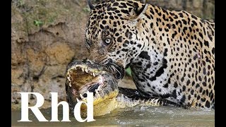 Jaguar vs caiman rainforest pantanal in Brazil Nature 2018 HD Documentary 1 [upl. by Oivat]