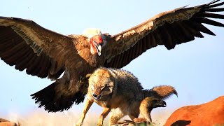 The Worlds Most Powerful Flying Bird Andean Condor [upl. by Frierson587]