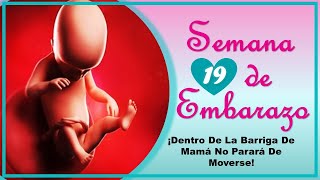 ❤️ SEMANA 19 DE EMBARAZO🤰 ❤️ ⏩ EMBARAZO SEMANA A SEMANA ⏩ Desarrollo y Evolución del Bebé 👶🏻 [upl. by Pappano519]