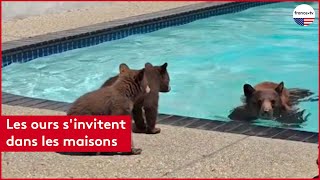 Les ours s’invitent dans les maisons [upl. by Talbot260]