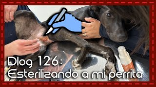 Dlog 126 Llevando a esterilizar a mi perrita adoptada y sus beneficios [upl. by Ennylyak]