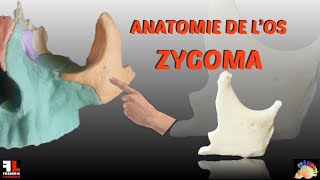 Anatomie de los zygoma [upl. by Lombardo]