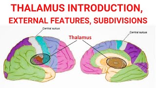 Thalamus  Introduction  External Features  Subdivisions [upl. by Powers]