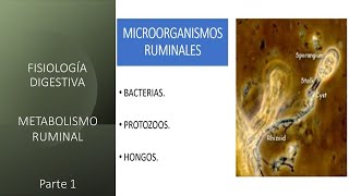 Fisiología digestiva Metabolismo ruminal  Primera parte [upl. by Brittan452]