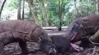 HUNGRY KOMODO DRAGONS EATS A WILD BOAR ALIVEGRAPHIC [upl. by Ybsorc]