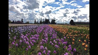 Acres of Iris Fields in Bloom [upl. by Ilera]