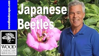 Insects Controlling Japanese Beetles in Your Garden [upl. by Wie]