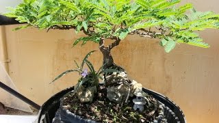 Mimosa Bonsai Tree [upl. by Bourke]