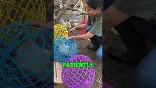 You Wont Believe How She Moves Chickens [upl. by Lindly]