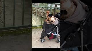 Dog Stroller feelgood shortsvideo viralvideo [upl. by Charmaine]