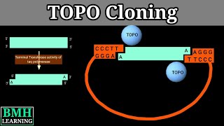 TOPO Cloning  PCR Cloning [upl. by Cobby]