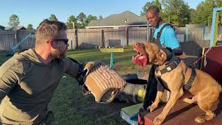 quotCameo the Jigsaw Molossus Mastiff A Real Protection Dog [upl. by Nahbois789]