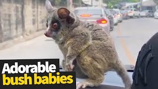 Bush Babies as Pets  Adorable Bush Babies Compilation ❤ [upl. by Lesslie]