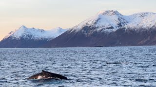 Amazing Orca and Humpback Whale Watching in Tromsø Norway  Robdoesitall [upl. by Ynnam637]