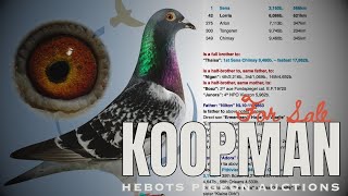 Koopmans Breeder Racing Pigeon For Sale In Herbots Pigeons Auction  Best Kittel Pigeon  Blue Bar [upl. by Coffey338]