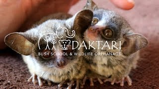 Two Adorable Baby Bush Babies [upl. by Pendleton988]