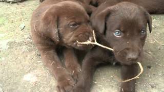 cachorros labradores retryever chocolate jugando40 dias [upl. by Melbourne]