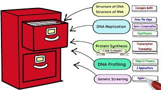 Introduction to Genetics How to Structure RevisionLeaving Cert 2025 Biology Bugbears [upl. by Domeniga]